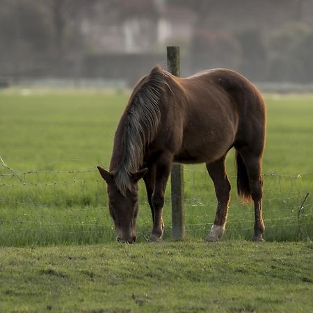 הוילה טרוויסו Agriturismo Al Botteniga מראה חיצוני תמונה